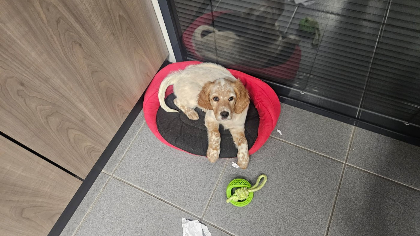 ABBIE du Sud Touraine