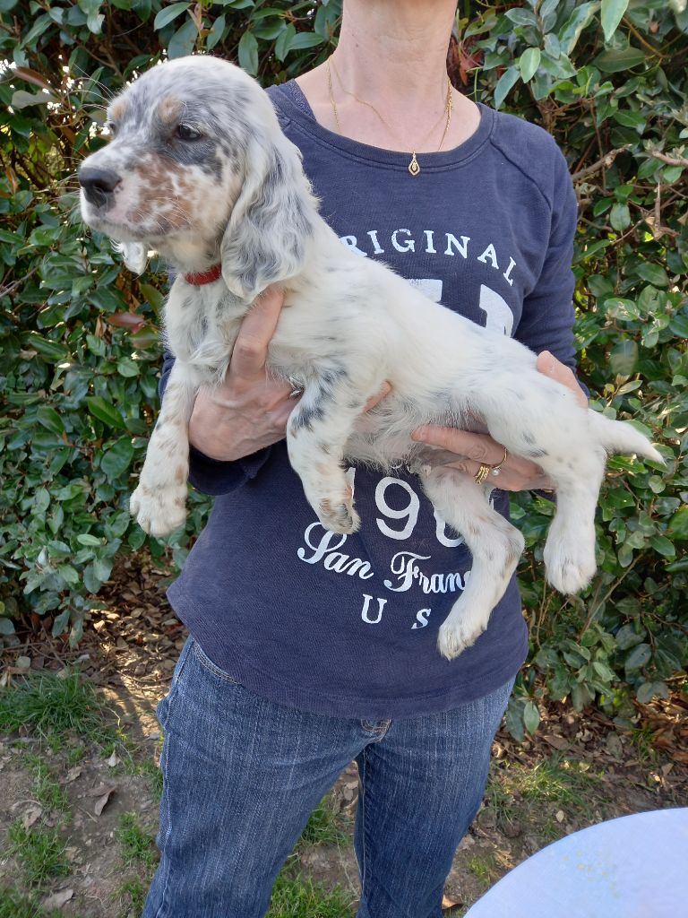 2021 chiots Ixos du parc des chaumes X mila