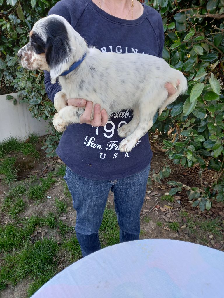2021 chiots Jonas de kerfeuil X olia