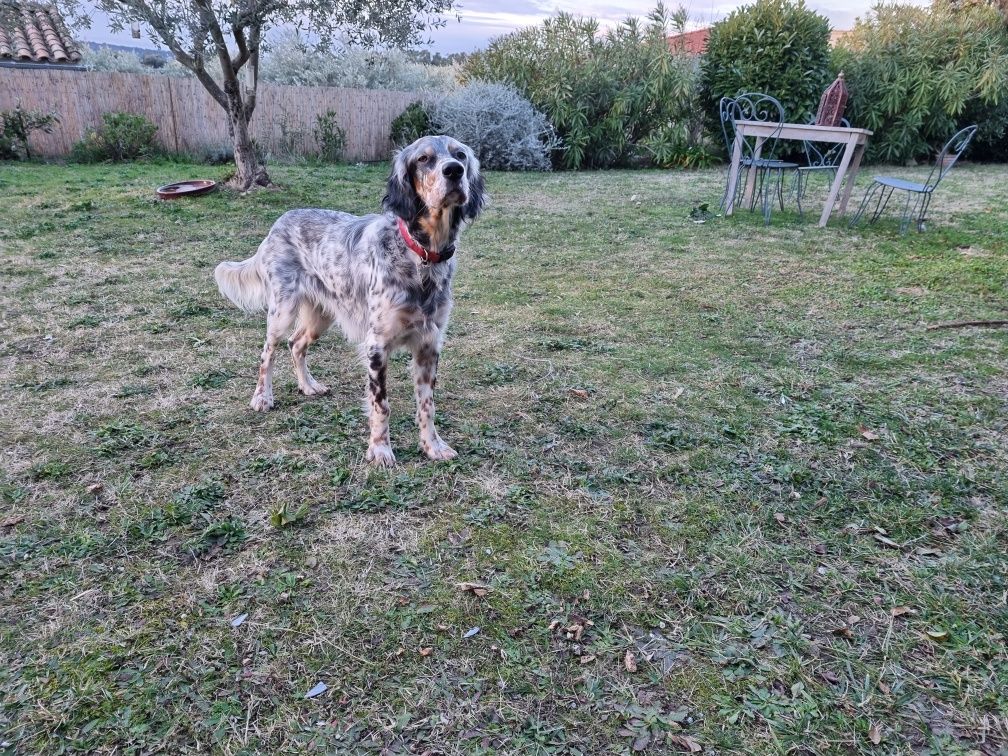 2021 chiots nés à l' élevage du sud touraine