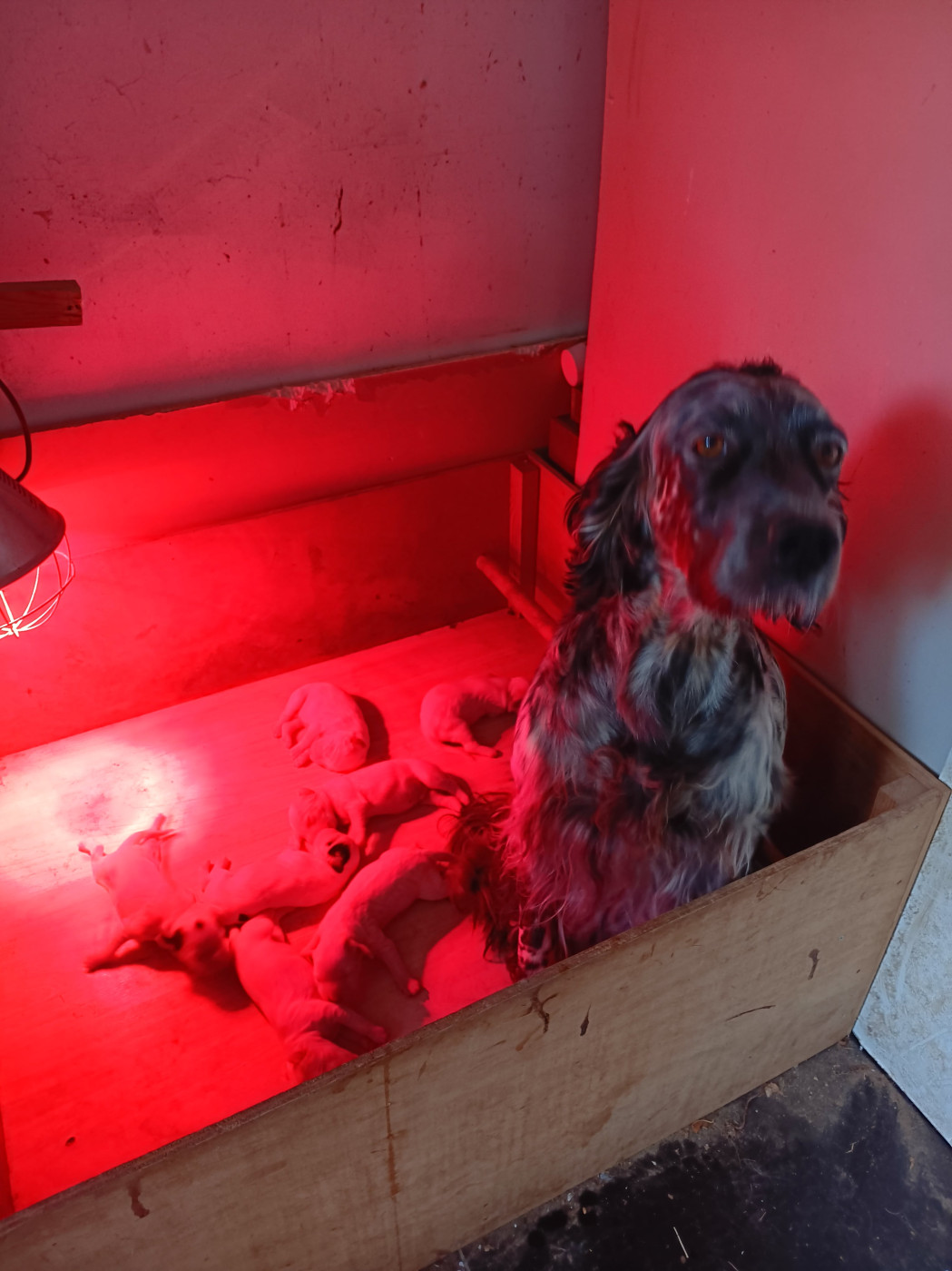 Du Sud Touraine - Chiots disponibles - Setter Anglais