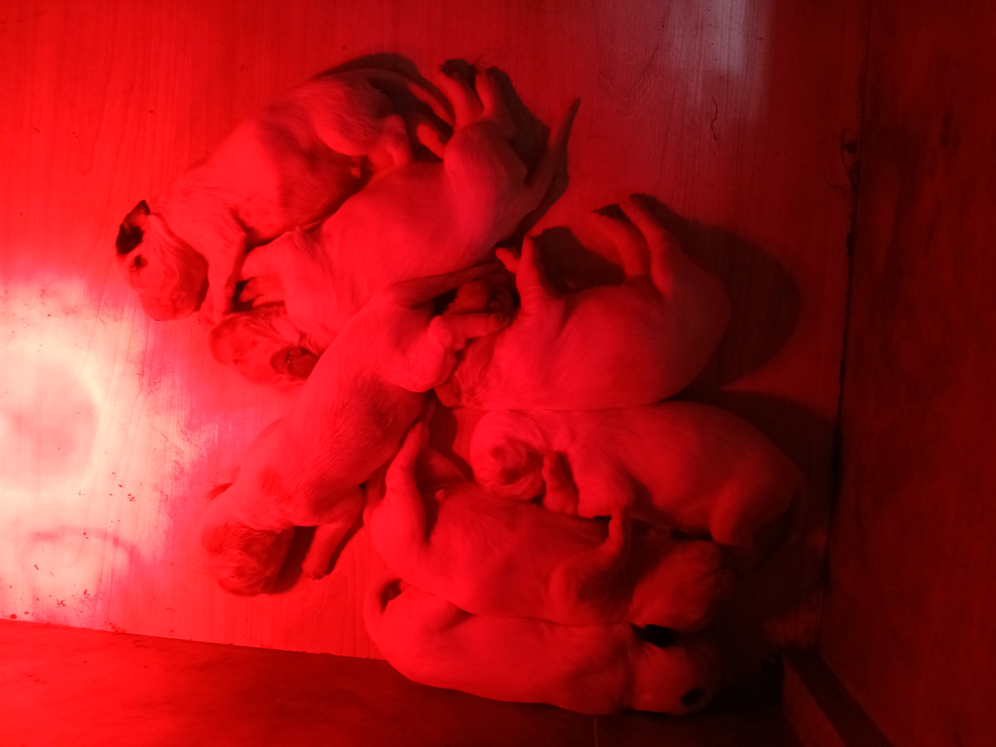 Du Sud Touraine - Chiots disponibles - Setter Anglais