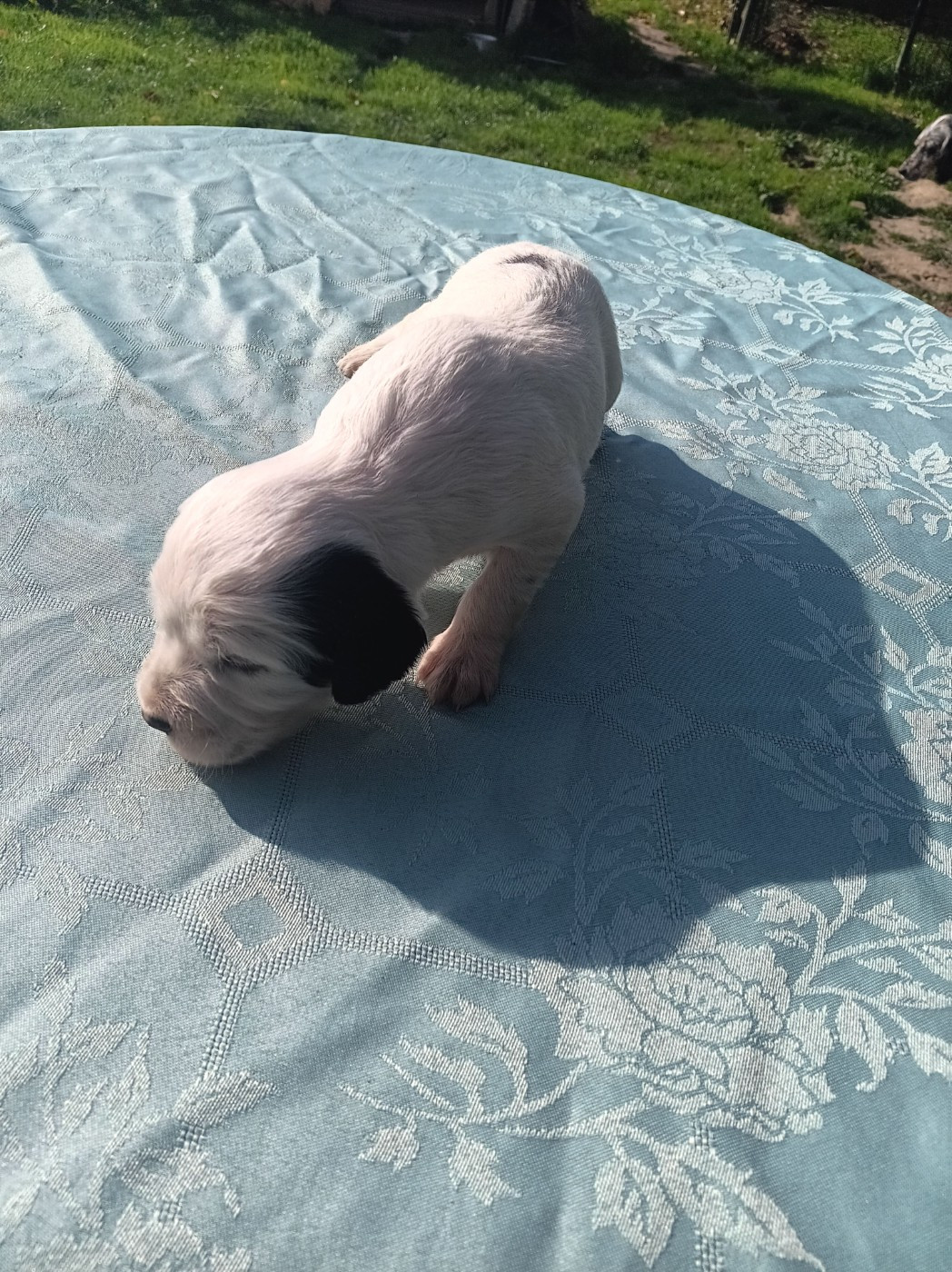 Du Sud Touraine - Chiots disponibles - Setter Anglais