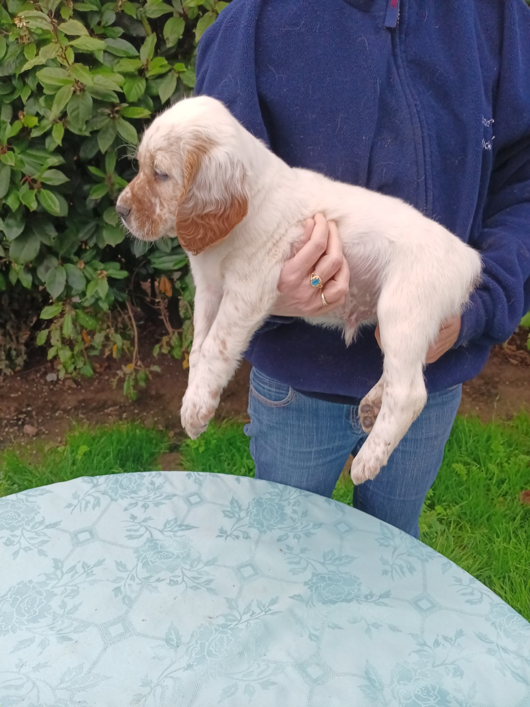 Du Sud Touraine - Chiots disponibles - Setter Anglais