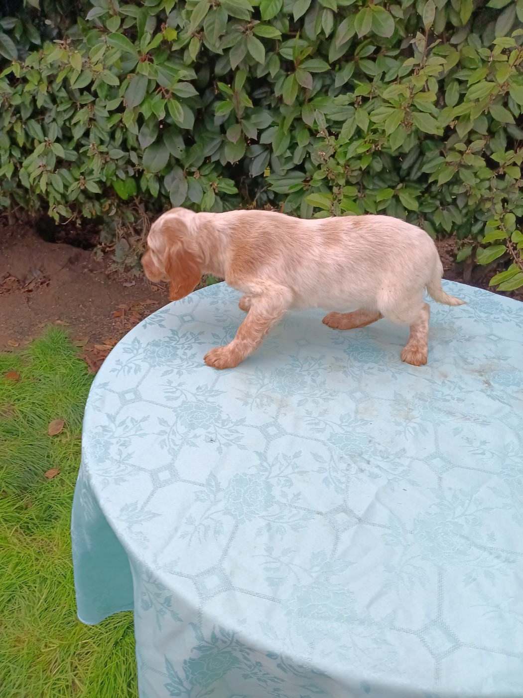 Du Sud Touraine - Chiots disponibles - Setter Anglais