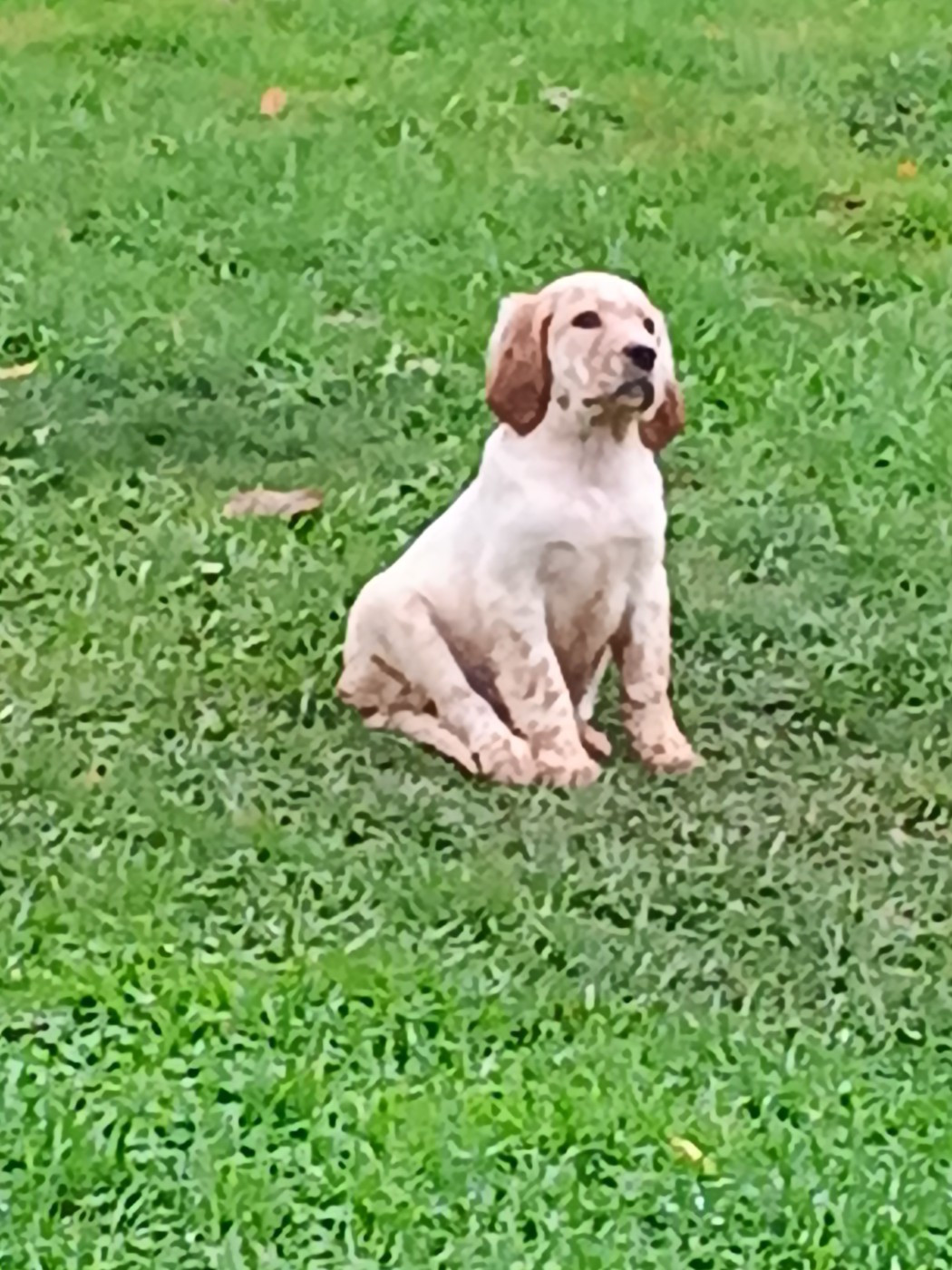 Du Sud Touraine - Chiots disponibles - Setter Anglais